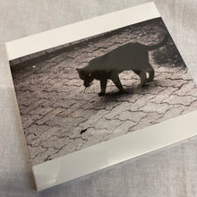 Load image into Gallery viewer, GONE TO WASTE &quot;Barking Dogs...&quot; CD
