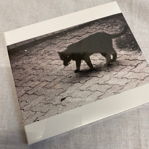 GONE TO WASTE "Barking Dogs..." CD